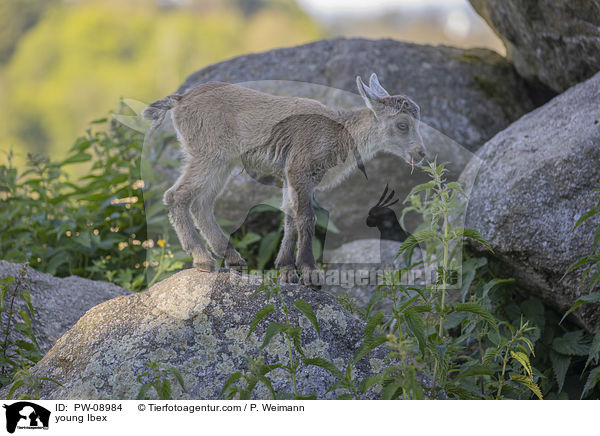 junger Steinbock / young Ibex / PW-08984