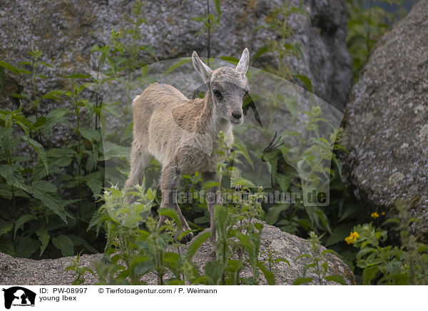 junger Steinbock / young Ibex / PW-08997