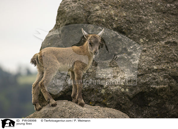 young Ibex / PW-08998