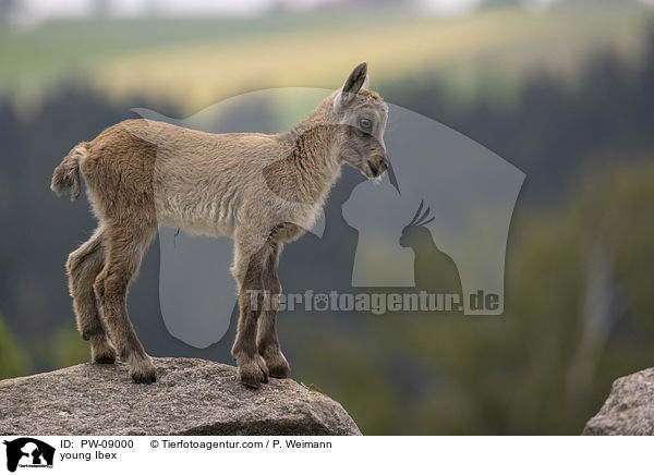 young Ibex / PW-09000