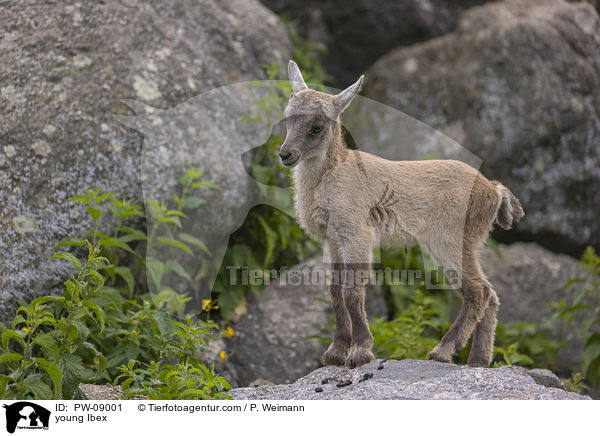 young Ibex / PW-09001