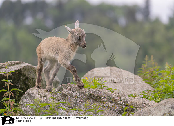 young Ibex / PW-09076