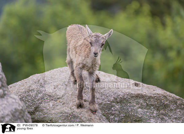 young Ibex / PW-09078