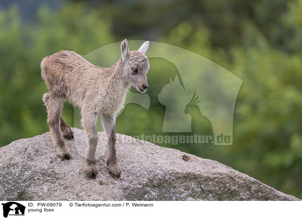 young Ibex / PW-09079