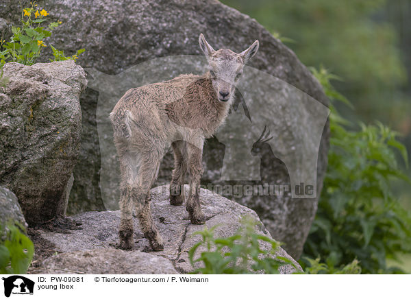 junger Steinbock / young Ibex / PW-09081