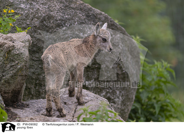 junger Steinbock / young Ibex / PW-09082