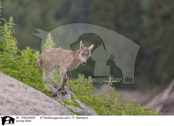 young Ibex / PW-09087