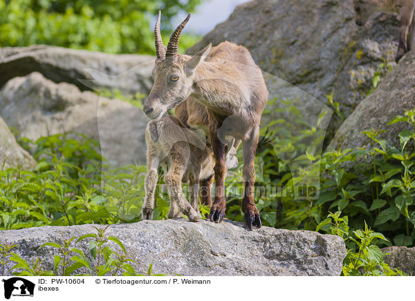 ibexes / PW-10604