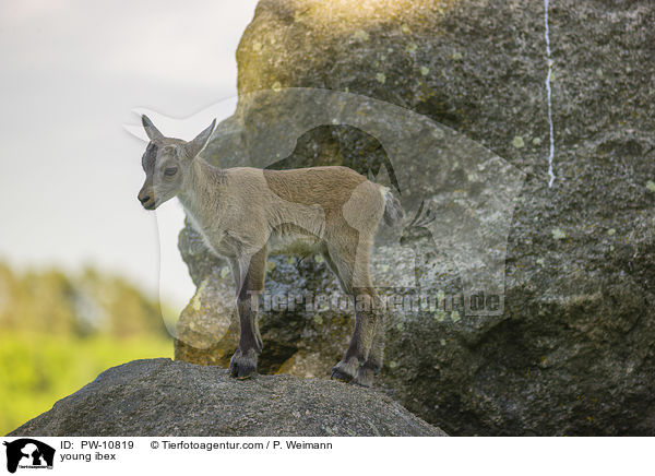 junger Steinbock / young ibex / PW-10819