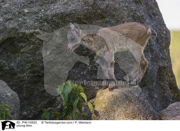 young ibex / PW-10820