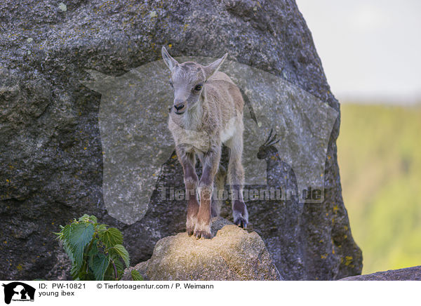 young ibex / PW-10821