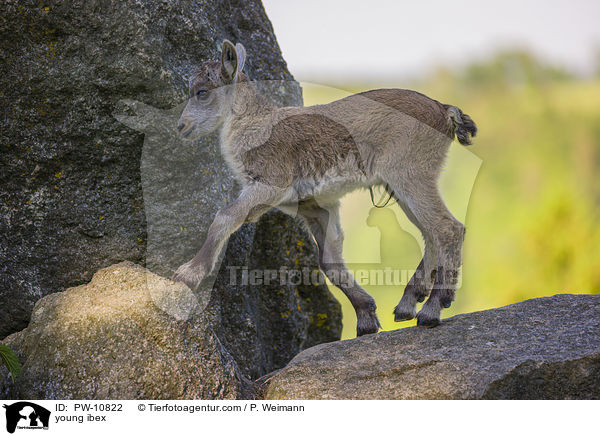 young ibex / PW-10822