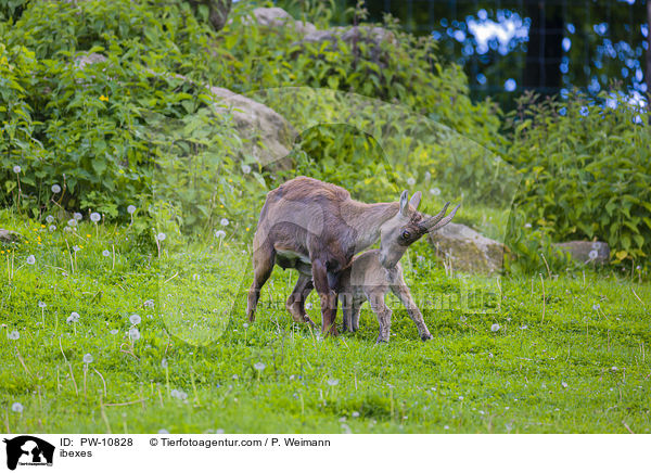 ibexes / PW-10828