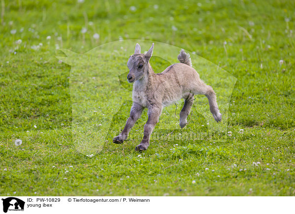young ibex / PW-10829