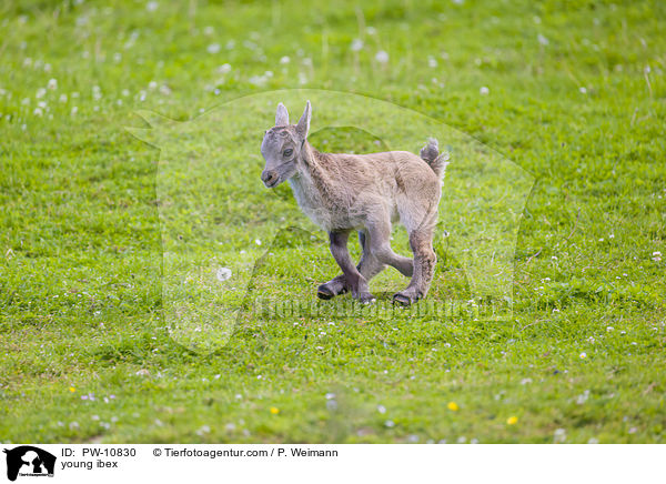 junger Steinbock / young ibex / PW-10830