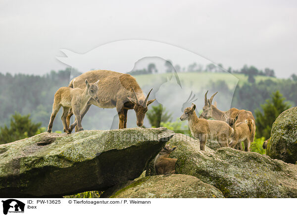 Steinbock / ibex / PW-13625