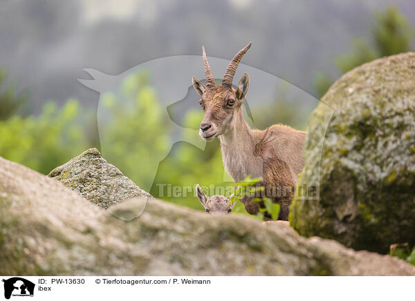 ibex / PW-13630