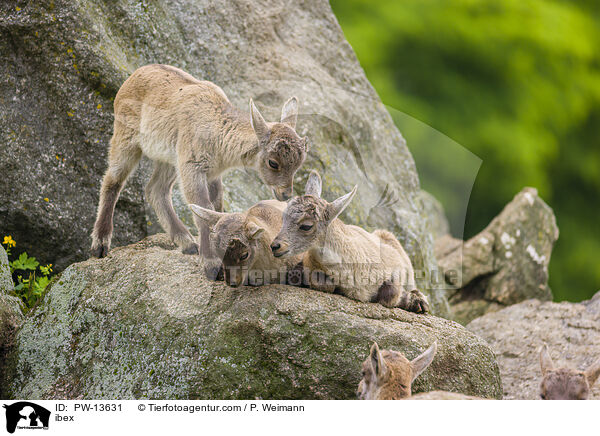 Steinbock / ibex / PW-13631