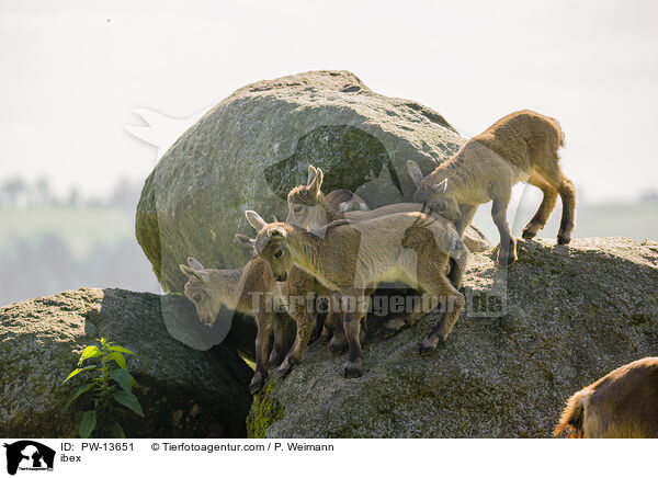 Steinbock / ibex / PW-13651