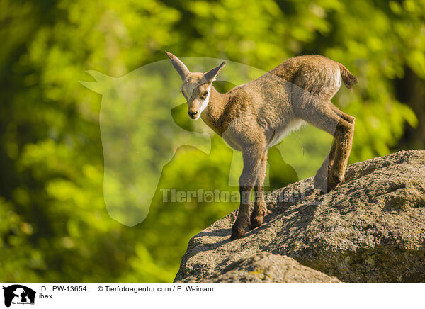 Steinbock / ibex / PW-13654