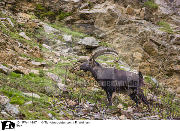 Steinbock / ibex / PW-14497
