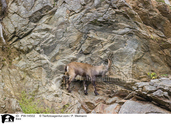 Steinbock / ibex / PW-14502