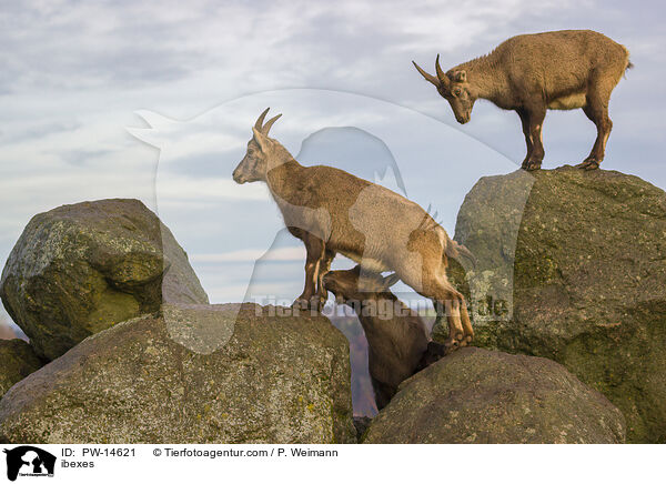 Steinbcke / ibexes / PW-14621
