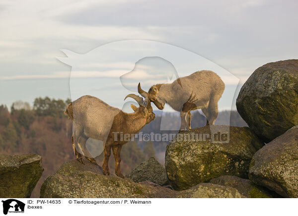 Steinbcke / ibexes / PW-14635