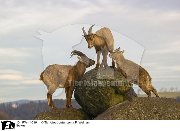 Steinbcke / ibexes / PW-14636