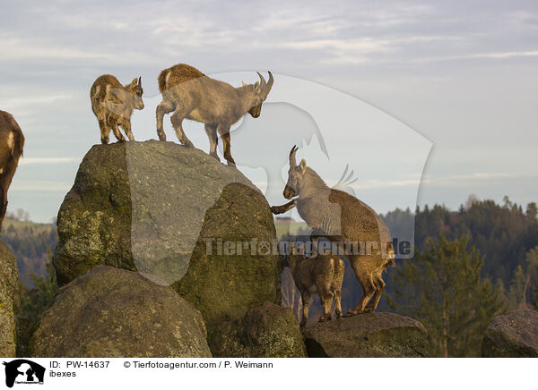 ibexes / PW-14637