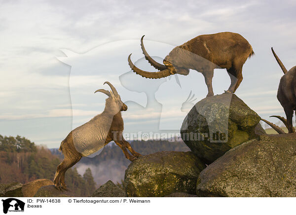 Steinbcke / ibexes / PW-14638