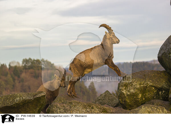 Steinbcke / ibexes / PW-14639