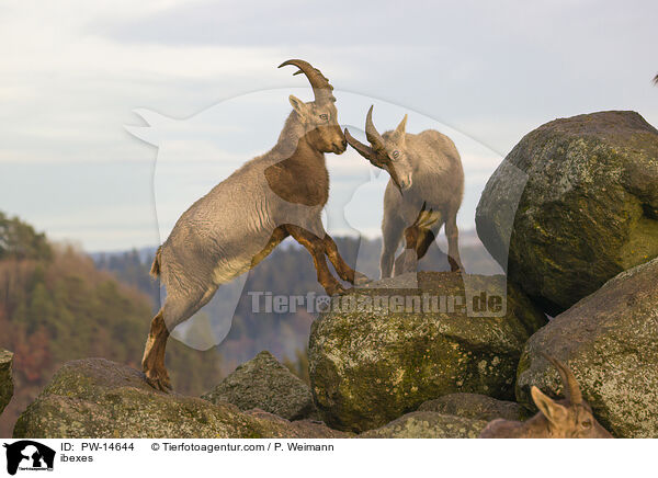 ibexes / PW-14644
