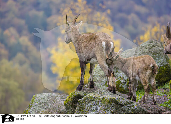 ibexes / PW-17558