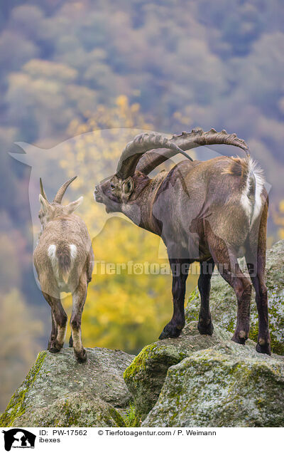 ibexes / PW-17562