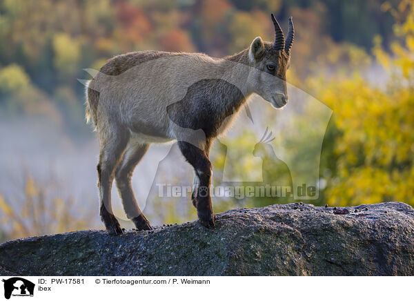 Steinbock / ibex / PW-17581