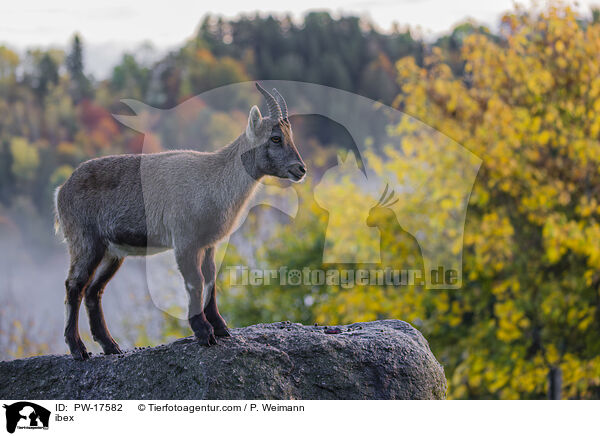 Steinbock / ibex / PW-17582