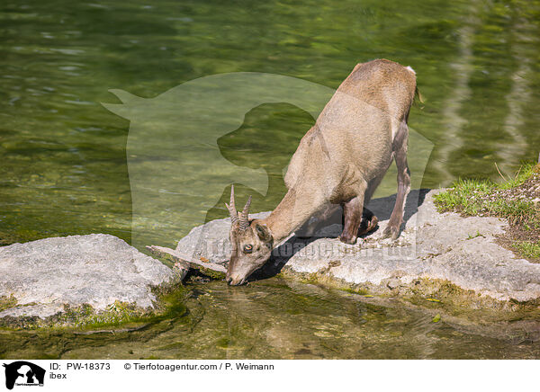 Steinbock / ibex / PW-18373