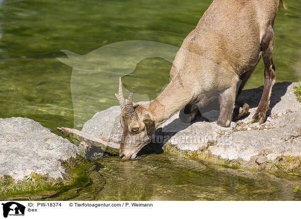 Steinbock / ibex / PW-18374