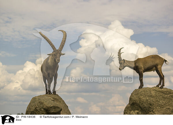 Steinbock / ibex / PW-18436
