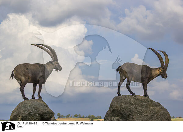 Steinbock / ibex / PW-18483