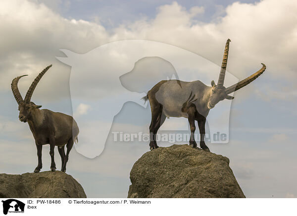 ibex / PW-18486