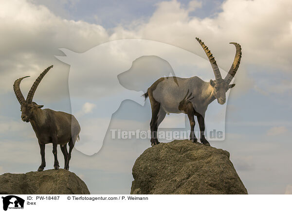 ibex / PW-18487