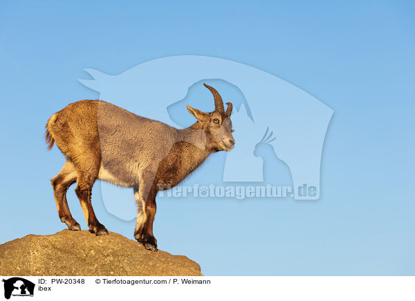 Steinbock / ibex / PW-20348