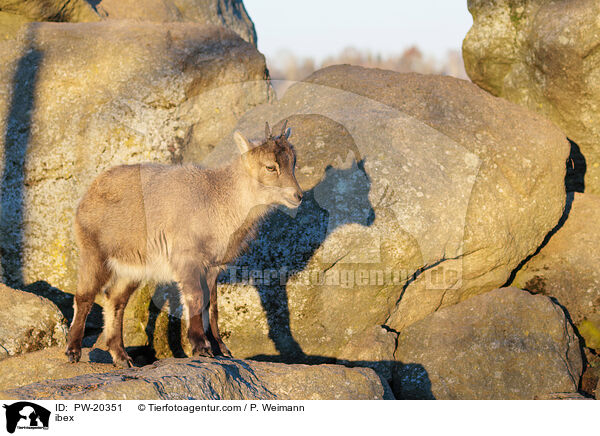 Steinbock / ibex / PW-20351