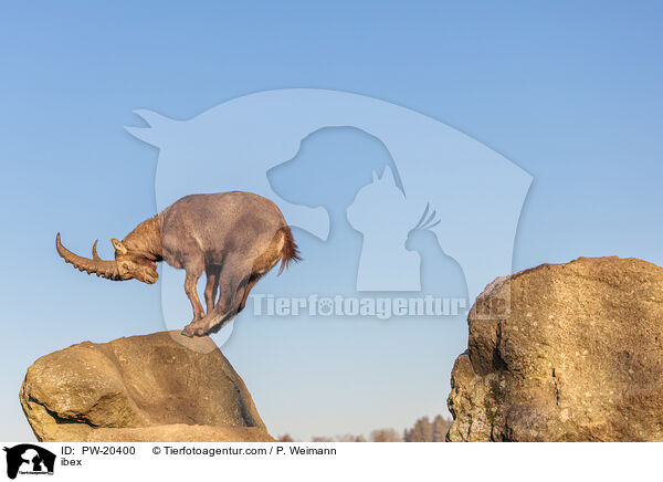 Steinbock / ibex / PW-20400