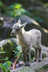 young ibex