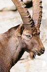 ibex