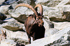 ibex