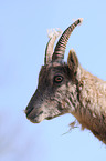 ibex